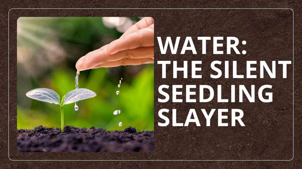 seedlings not growing