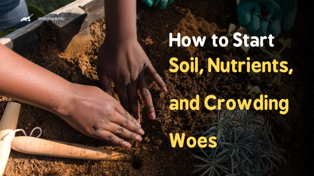 seedlings not growing