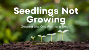 Why Your Seedlings Not Growing (And How to Fix Them)