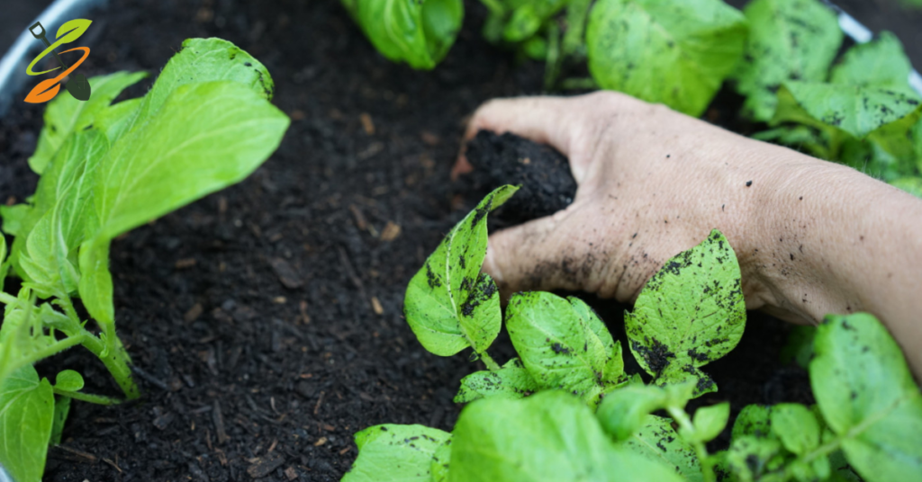 growing potatoes in containers