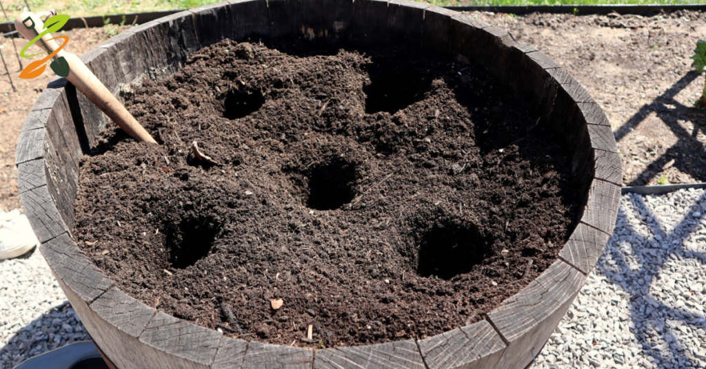 growing potatoes in containers