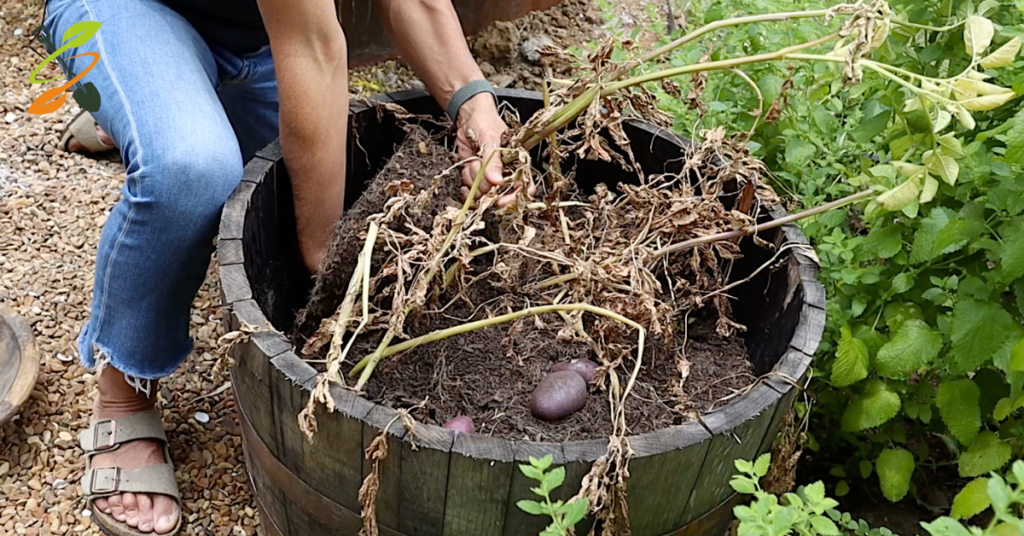 growing potatoes in containers