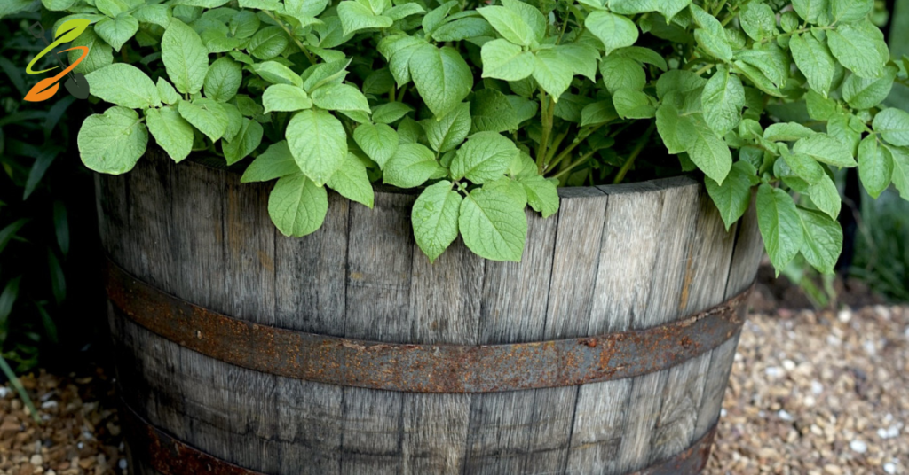 growing potatoes in containers