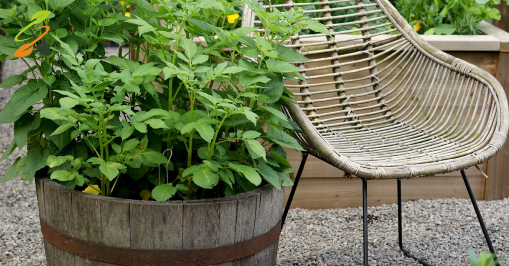 growing potatoes in containers